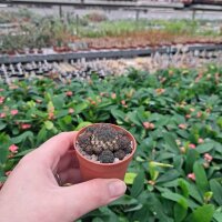 Sulcorebutia rauschii RMR 0223