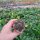 Sulcorebutia rauschii RMR 0223