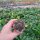 Sulcorebutia rauschii RMR 0223