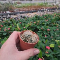Sulcorebutia tarabucoensis ssp. patriciae RH 1936a