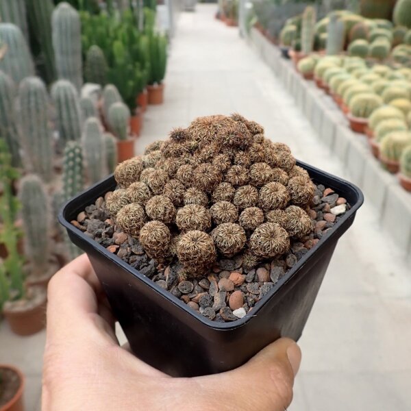 Sulcorebutia steinbachii v. tintinensis RMR 0626