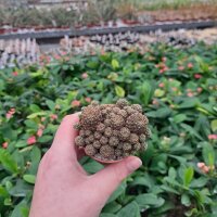 Sulcorebutia steinbachii v. tintinensis RMR 0626