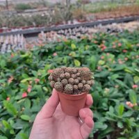 Sulcorebutia steinbachii v. tintinensis RMR 0626