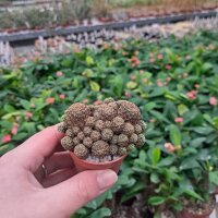 Sulcorebutia steinbachii v. tintinensis RMR 0626