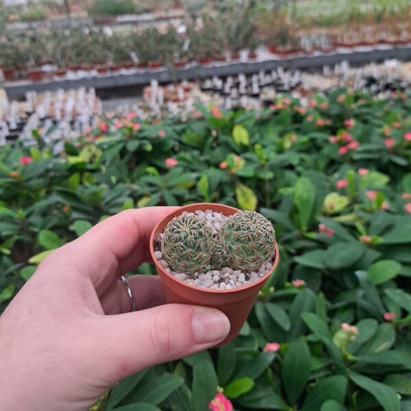 Sulcorebutia tarabucoensis ssp. hertusii fa. RMR 0407