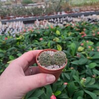 Sulcorebutia tarabucoensis ssp. hertusii fa. RMR 0407