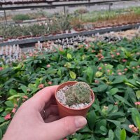 Sulcorebutia tarabucoensis ssp. hertusii fa. RMR 0407