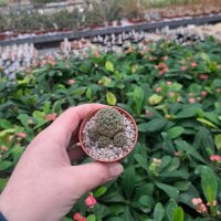 Sulcorebutia tarabucoensis ssp. hertusii fa. RMR 0407