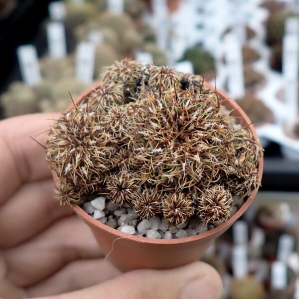 Sulcorebutia canigueralii v. applanata