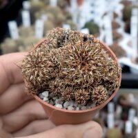 Sulcorebutia canigueralii v. applanata