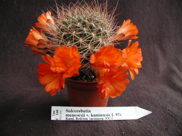 Sulcorebutia menesesii v. kamiensis