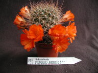 Sulcorebutia menesesii v. kamiensis