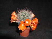 Sulcorebutia menesesii v. kamiensis