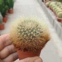 Sulcorebutia mentosa v. swobodae WK 681