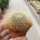 Sulcorebutia mentosa v. swobodae WK 681