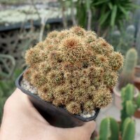 Sulcorebutia spec. VZ 458
