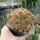 Sulcorebutia spec. VZ 458