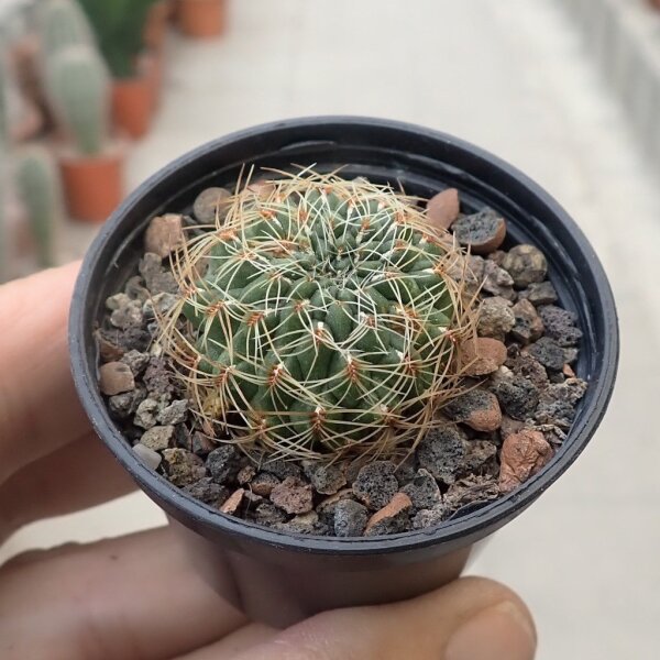 Sulcorebutia caracarensis VZ 570