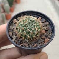 Sulcorebutia caracarensis VZ 570