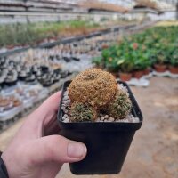 Sulcorebutia crispata RMR 0415