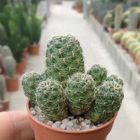 Sulcorebutia tarabucoensis ssp. hertusii fa. RMR 0410
