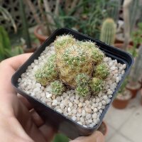 Sulcorebutia tarabucoensis ssp. hertusii fa. RMR 0410