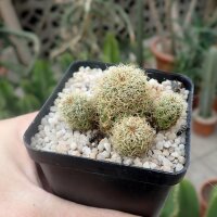 Sulcorebutia tarabucoensis ssp. hertusii fa. RMR 0410