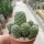 Sulcorebutia tarabucoensis ssp. hertusii fa. RMR 0410
