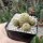 Sulcorebutia tarabucoensis ssp. hertusii fa. RMR 0410