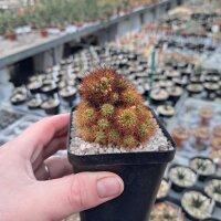 Sulcorebutia insperata nom. prov. RMR 0815