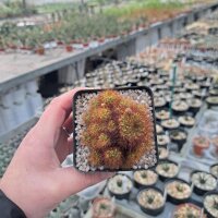 Sulcorebutia insperata nom. prov. RMR 0815