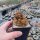 Sulcorebutia insperata nom. prov. RMR 0815