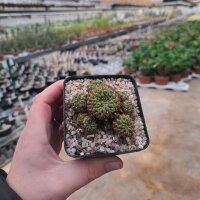 Sulcorebutia spec. RMR 0446