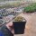 Sulcorebutia spec. RMR 0446