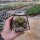 Sulcorebutia spec. RMR 0446