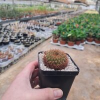 Sulcorebutia santiaginiensis fa. US 98