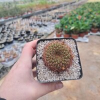 Sulcorebutia santiaginiensis fa. US 98