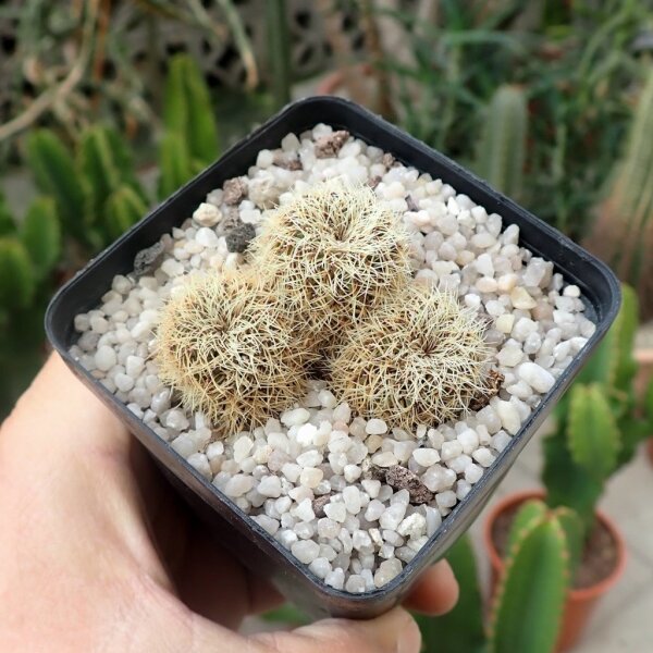 Sulcorebutia tarabucoensis ssp. hertusii fa. RMR 0406