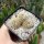 Sulcorebutia tarabucoensis ssp. hertusii fa. RMR 0406