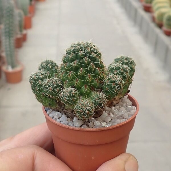 Sulcorebutia pasopayana RMR 0712