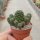 Sulcorebutia pasopayana RMR 0712