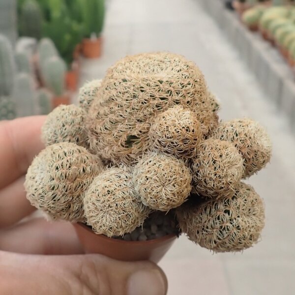 Sulcorebutia albissima HS 106