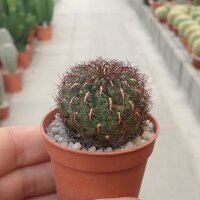 Sulcorebutia tarvitaensis RMR 0927