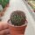 Sulcorebutia tarvitaensis RMR 0927