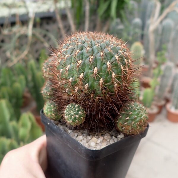 Sulcorebutia tiraquensis v. totorensis v. G 301