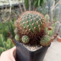 Sulcorebutia tiraquensis v. totorensis v. G 301
