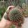 Sulcorebutia tiraquensis v. totorensis v. G 301