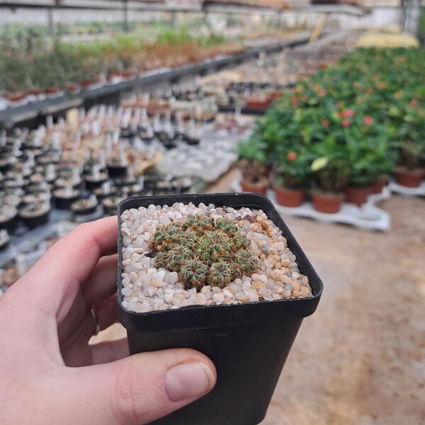 Sulcorebutia tarabucoensis v. tarabucoensis fa. RMR 0420