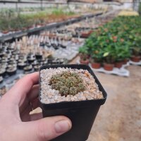Sulcorebutia tarabucoensis v. tarabucoensis fa. RMR 0420