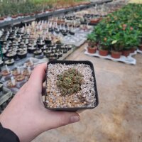 Sulcorebutia tarabucoensis v. tarabucoensis fa. RMR 0420